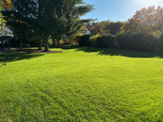 Grünes Gras im Sonnenschein