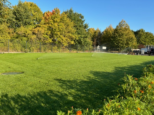 Grünes Gras im Sonnenschein