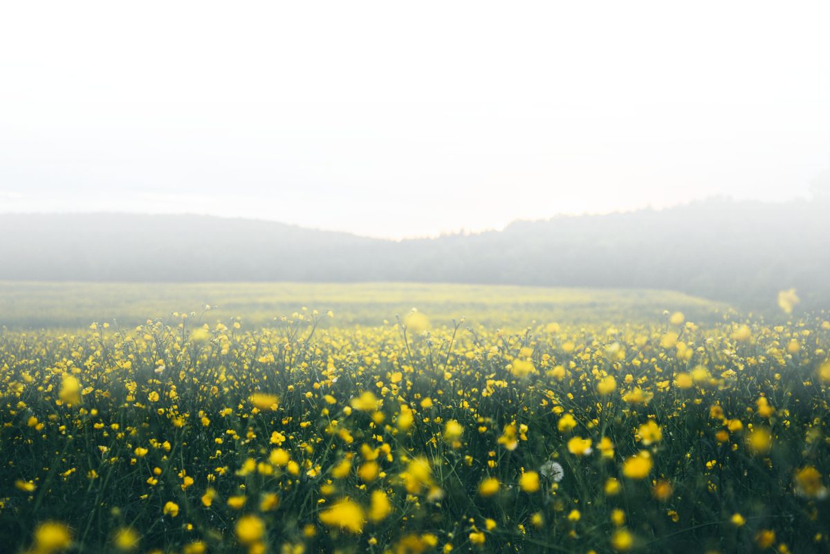 Gelbes Blumenfeld im Nebel